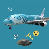 5 chuyến bay tại sân bay Narita bị hoãn vì một chú rùa